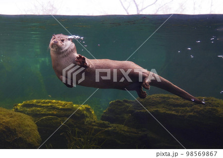 ユーラシアカワウソ 98569867
