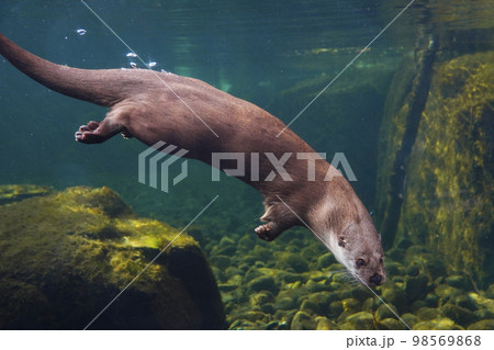 ユーラシアカワウソ ユーラシアカワウソ 98569868