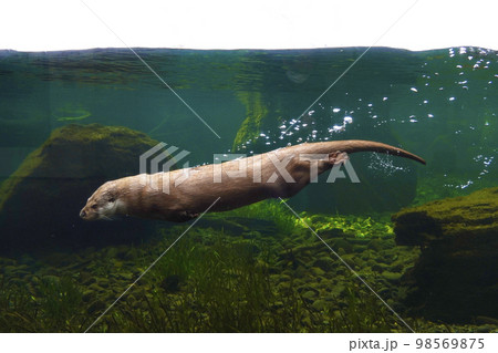 ユーラシアカワウソ ユーラシアカワウソ 98569875