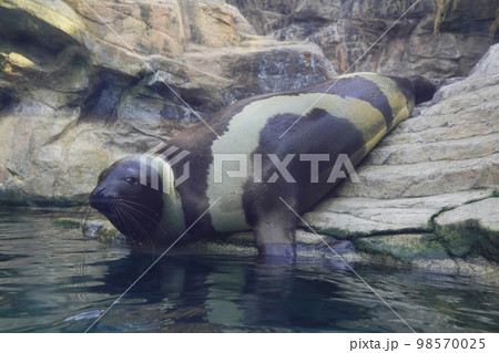 クラカケアザラシ 98570025