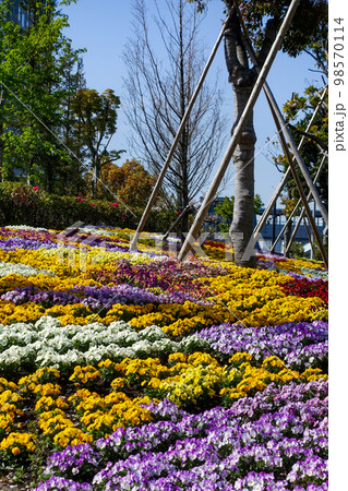 シンボルプロムナード公園・花の広場（お台場） 98570114
