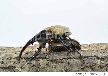 ヘラクレスオオカブト ヘラクレスオオカブト 98570561