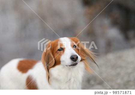 池を背景にしたコーイケルホンディエの横顔 池を背景にしたコーイケルホンディエの横顔 98571871