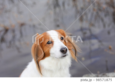 池を背景にしたコーイケルホンディエの横顔 池を背景にしたコーイケルホンディエの横顔 98571875