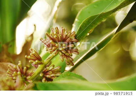 cape of good hope or Dracaena flower blooming on branch in garden 98571915