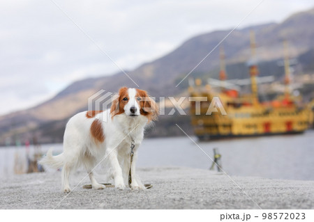 湖上の観光船を背景に波止場でたたずむコーイケルホンディエ 98572023