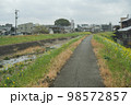 白い菜の花の咲く九州地方福岡県久留米市の河川 筑後川支流高良川の風景 98572857