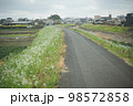 白い菜の花の咲く九州地方福岡県久留米市の河川 筑後川支流高良川の風景 98572858