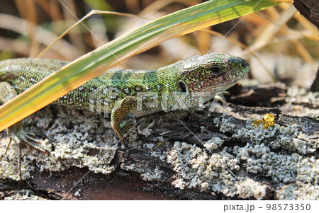 European green lizard lacerta viridis outdoors 98573350