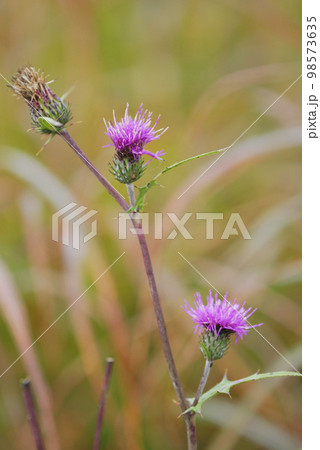 ノハラアザミ　長野県霧ヶ峰高原 98573635