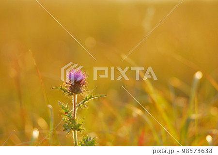 ノハラアザミ　長野県霧ヶ峰高原 98573638