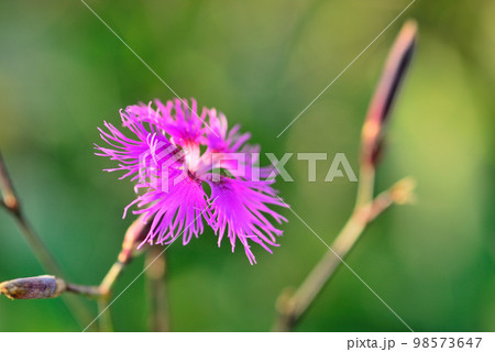エゾカワラナデシコ 長野県霧ヶ峰高原 エゾカワラナデシコ 長野県霧ヶ峰高原 98573647