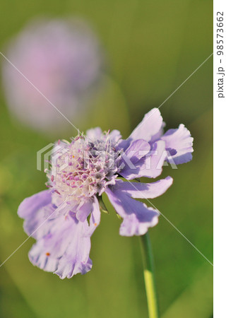 マツムシソウ　長野県霧ヶ峰高原 98573662