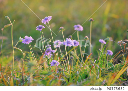 マツムシソウ　長野県霧ヶ峰高原 98573682