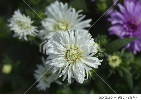New York aster Victoria Diana 98573847