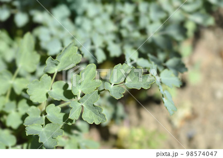 Yellow meadow rue Yellow meadow rue 98574047