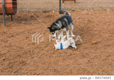 Dog jack russell terrier and husky funny playing together outdoors in dogs playground at sunny spring day Dog jack russell terrier and husky funny playing together outdoors in dogs playground at sunny spring day 98574085