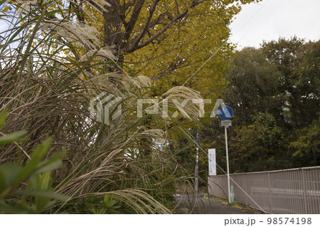 松戸市 和名ヶ谷 周辺の風景 松戸市 和名ヶ谷 周辺の風景 98574198