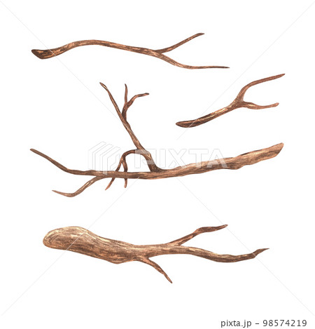 A set of small branches without leaves. Watercolor illustration. Brown dry straight twig. Isolated on a white background. For rustic print design, eco friendly packaging, vintage stickers 98574219