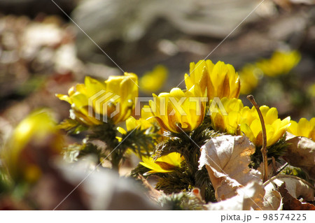 フクジュソウ群生地に陽の光を浴びて咲くフクジュソウ フクジュソウ群生地に陽の光を浴びて咲くフクジュソウ 98574225
