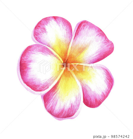 Pink-yellow Plumeria...のイラスト素材 [98574242] - PIXTA