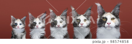 kitten to cat growth process. Maine Coon kitten growing up kitten to cat growth process. Maine Coon kitten growing up 98574858