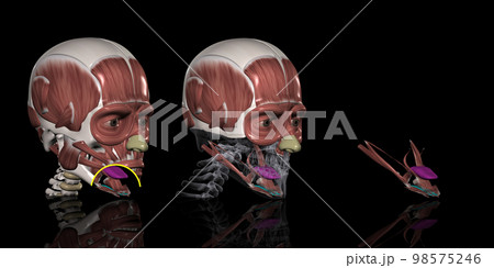 人体の頭部筋肉（オトガイ舌骨筋） 98575246
