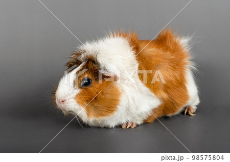 Guinea pig rosette on a gray background. cute rodent guinea pig on colored background Guinea pig rosette on a gray background. cute rodent guinea pig on colored background 98575804