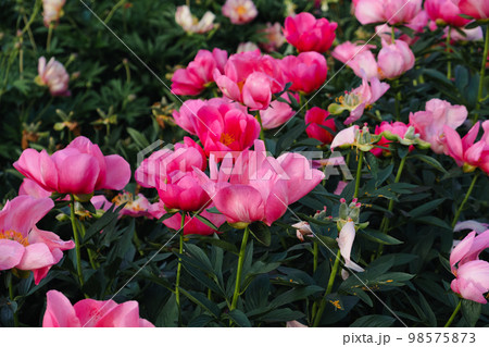 Beautiful peony flower in full bloom in the garden. 98575873