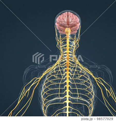 Central Nervous System. Brain and spinal cord 98577029