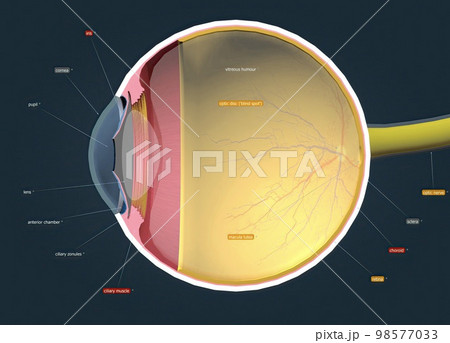 Structure of the Human Eye and anatomy of vision 98577033