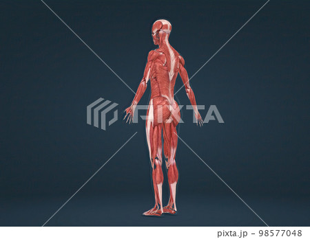Female human muscular system anatomy 98577048