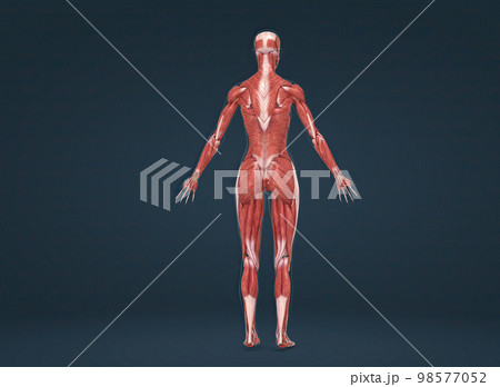 Female human muscular system anatomy 98577052