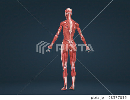 Female human muscular system anatomy 98577056