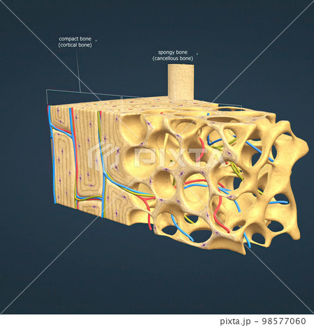long bone microscopic view anatomy 98577060