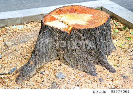 Cut down tree 98577061