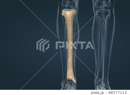 In human anatomy, the tibia is the second largest bone after the femur. 98577113