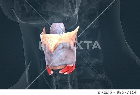 The larynx is an organ located in the anterior neck. 98577114