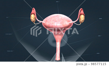 A female's internal reproductive organs 98577115