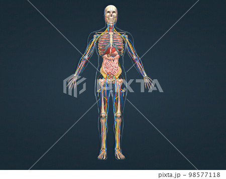 Human skeletal system and internal organs Human skeletal system and internal organs 98577118