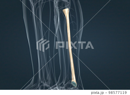 Fibula bone that carries the body Fibula bone that carries the body 98577119