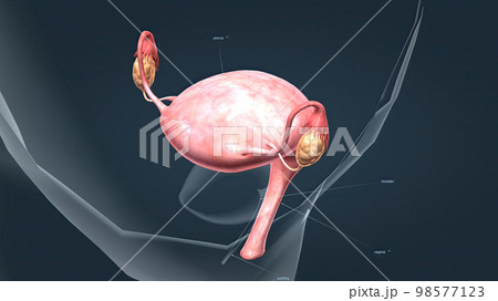 A female's internal reproductive organs 98577123