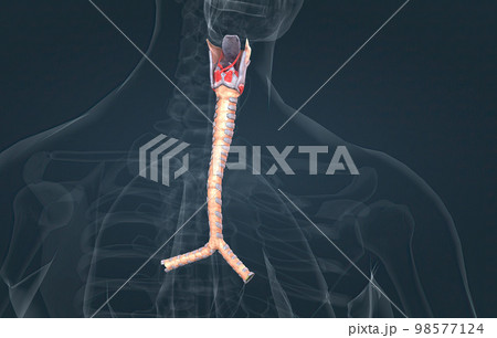 The trachea is the long tube that connects your larynx to your bronchi. 98577124