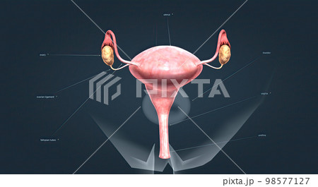 A female's internal reproductive organs 98577127