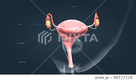 A female's internal reproductive organs 98577128