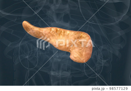 The pancreas is an organ of the digestive system and endocrine system of vertebrates. 98577129