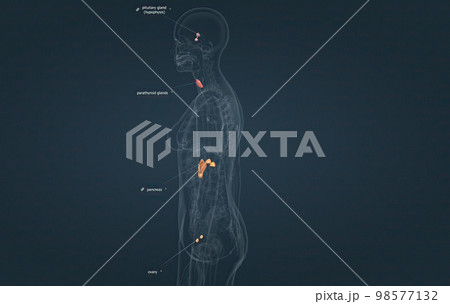 The hormonal system has various glands that release different hormones. The hormonal system has various glands that release different hormones. 98577132