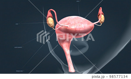 A female's internal reproductive organs 98577134