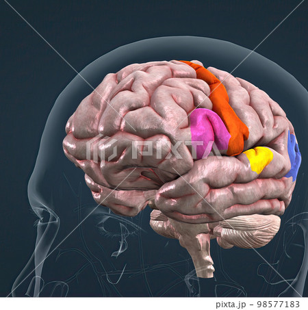 Anatomy of the brain and its colored parts Anatomy of the brain and its colored parts 98577183