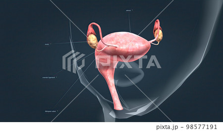 A female's internal reproductive organs 98577191